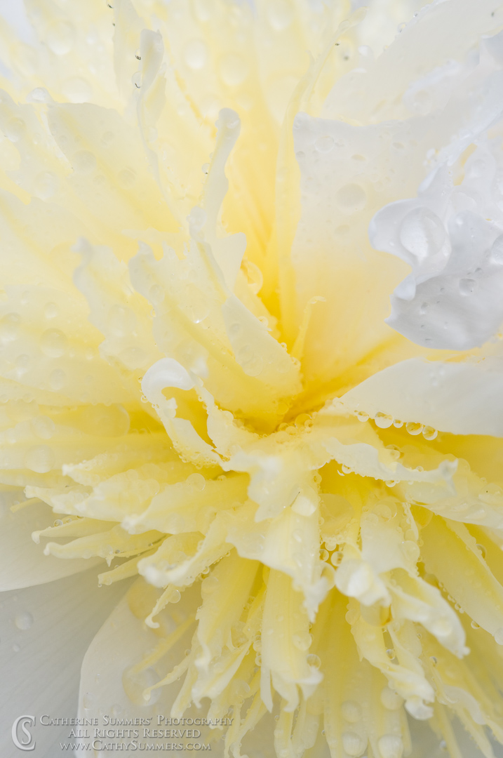 Title: Wet Peony Macro #2; Keywords: 