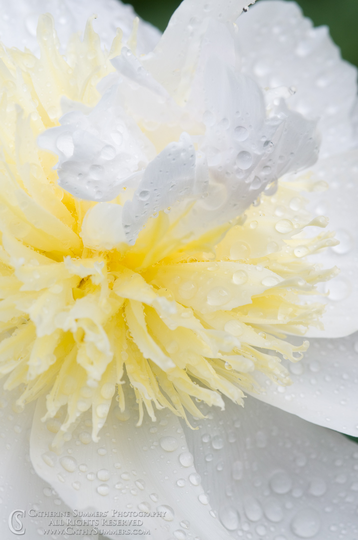 Title: Wet Peony Macro #3; Keywords: 