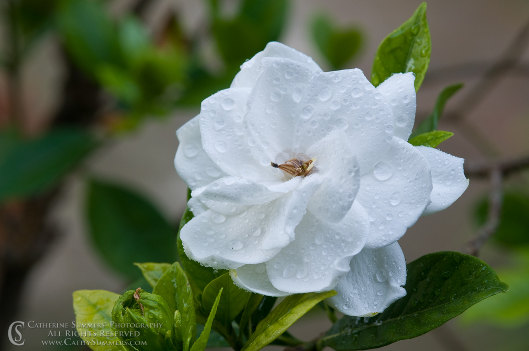 Title: Wet Gardenia #4; Keywords: 