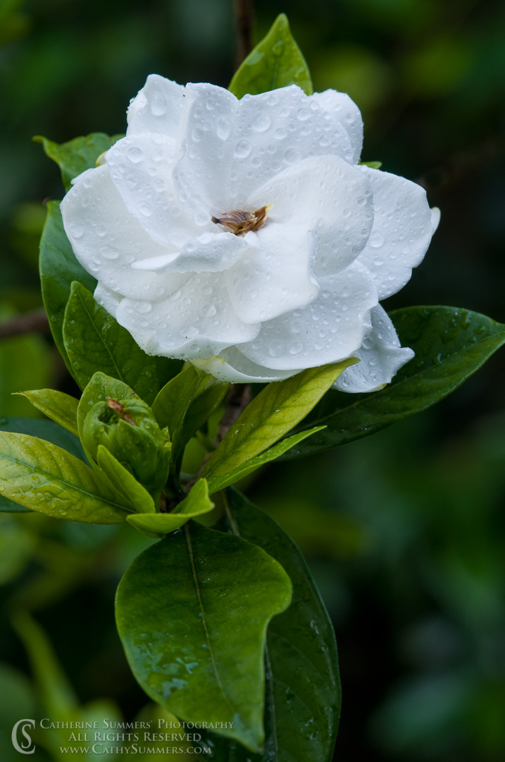 Title: Wet Gardenia #2; Keywords: 