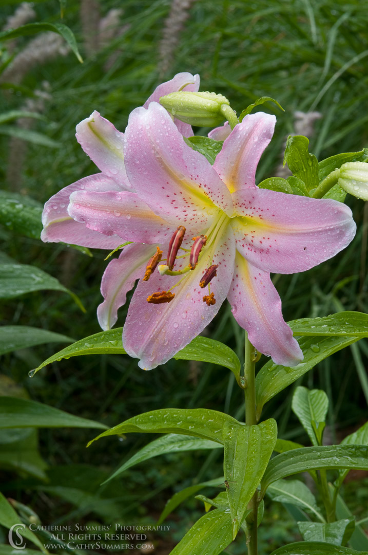 Title: Wet Asiatic Lilies; Keywords: 
