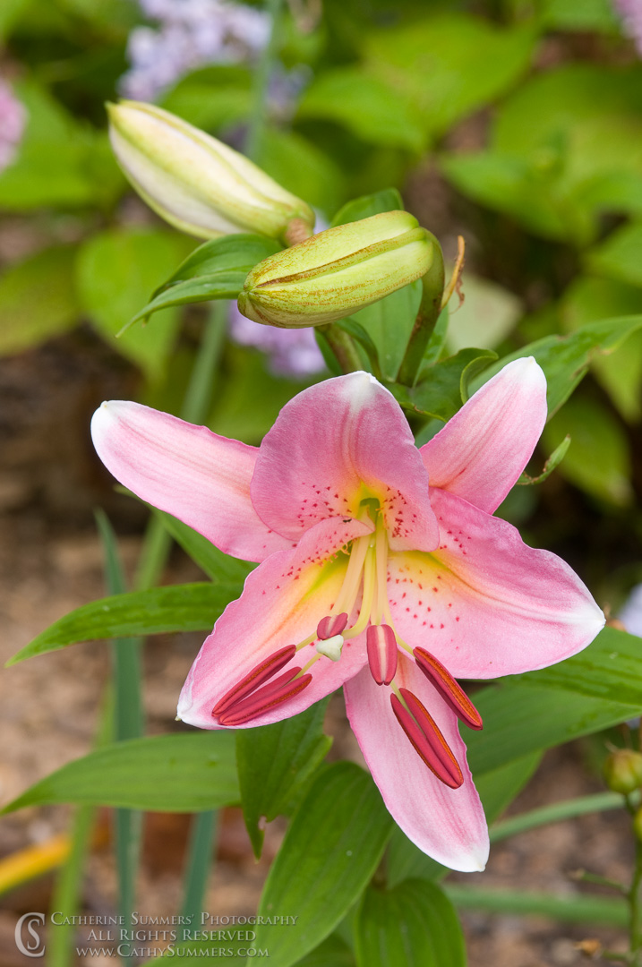 Title: Stargazer Lily; Keywords: 