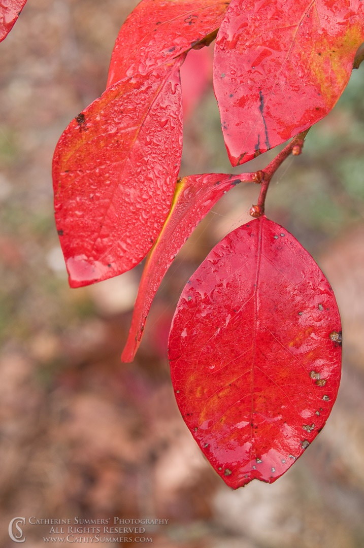 Blueberry Leaves: Albemarle County, Virginia