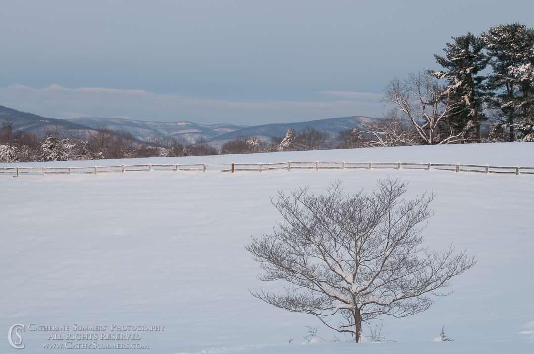 Dogwood in the Field and Blue Ridge Mountains After a Blizzard: Virginia