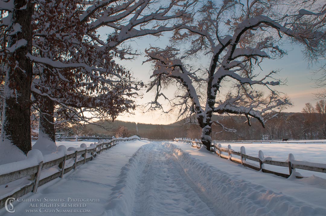 Plowed Knole Drive and Snow Covered Trees on a Winter Morning: Virginia