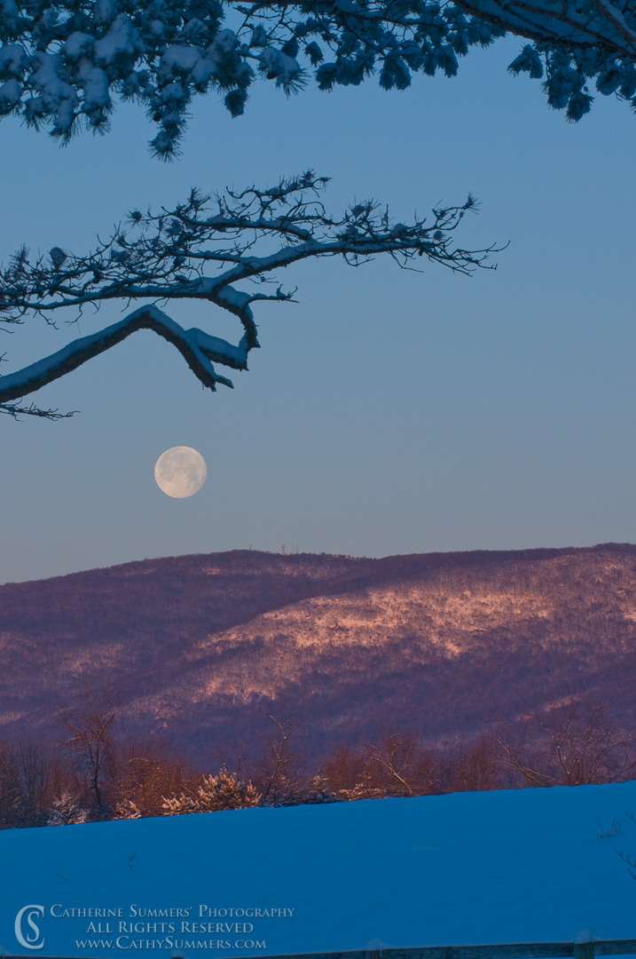 Moon and Pine at Dawn #2: Albemarle County, Virginia