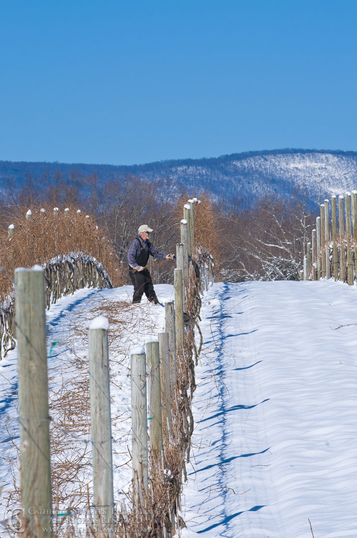 Pruning the vinyard on a snowy winter day.: Knight's Gambit Vineyard, Virginia