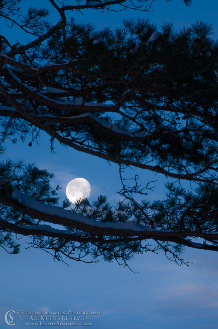 Full Moon Setting with Snow Covered Branches: Albemarle County, Virginia