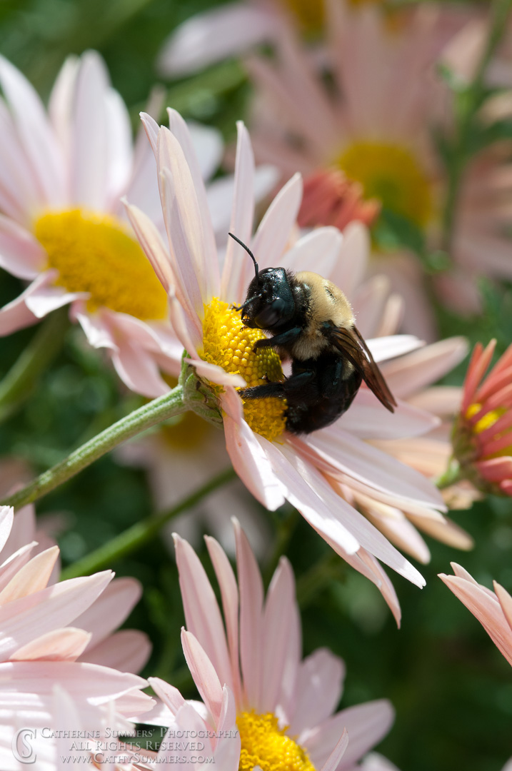 Bee on Daisy #2: Virginia
