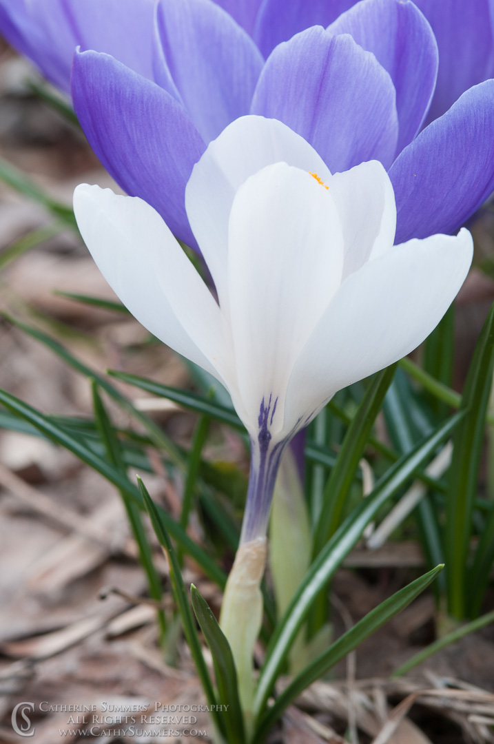 Title: Crocus; Keywords: 