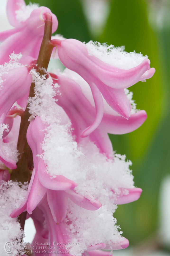 Hyacinth in the Snow #2: Virginia