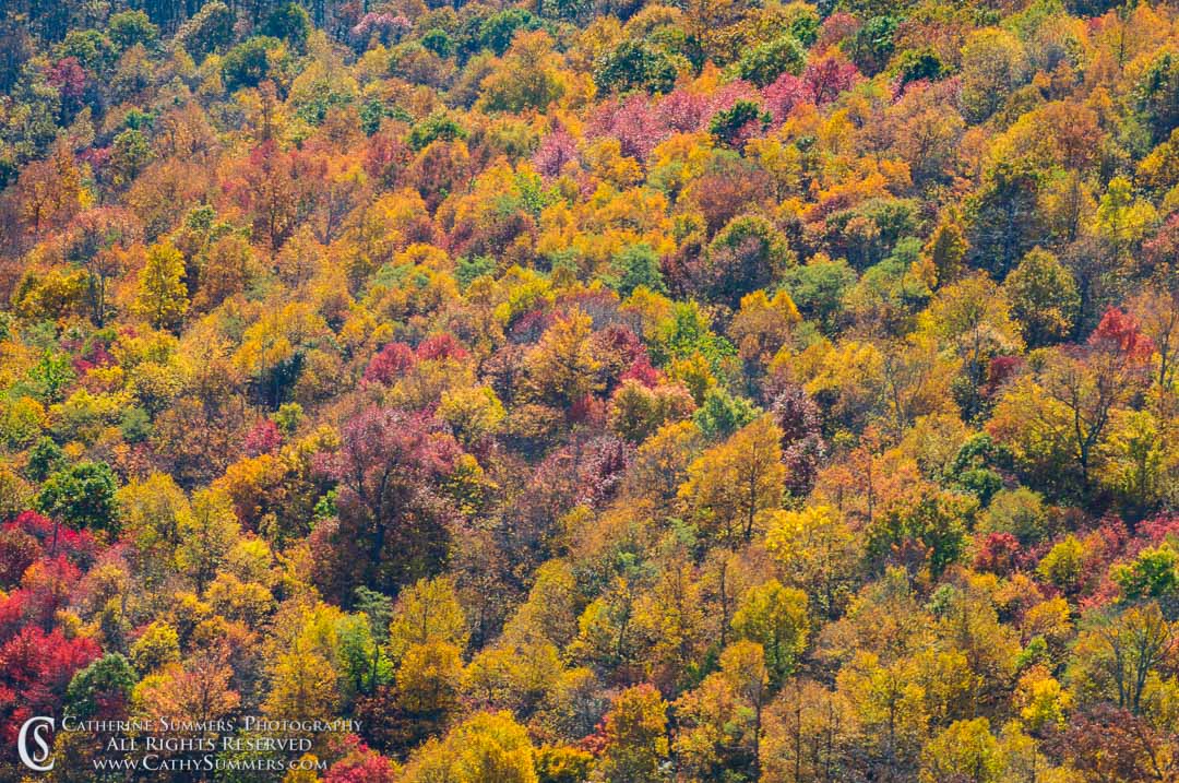 Autumn Leaves in the Afternoon: Shenandoah National Park, Virginia