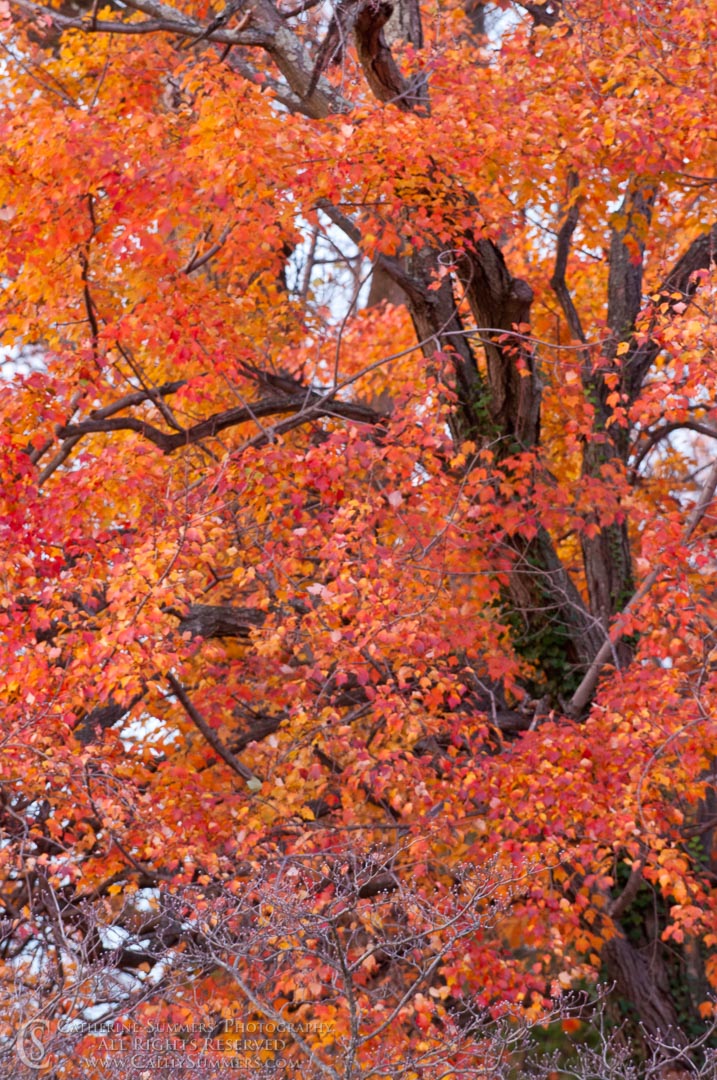Maple Leaves in the Wind: Virginia