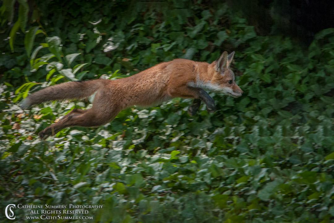 20120516_010: horizontal, Abbott Lane, fox, ivy, kits, leaping, landscape