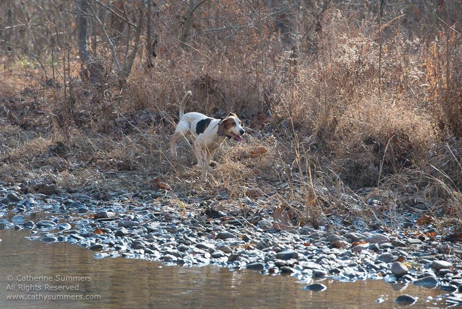 20121208_048: hounds