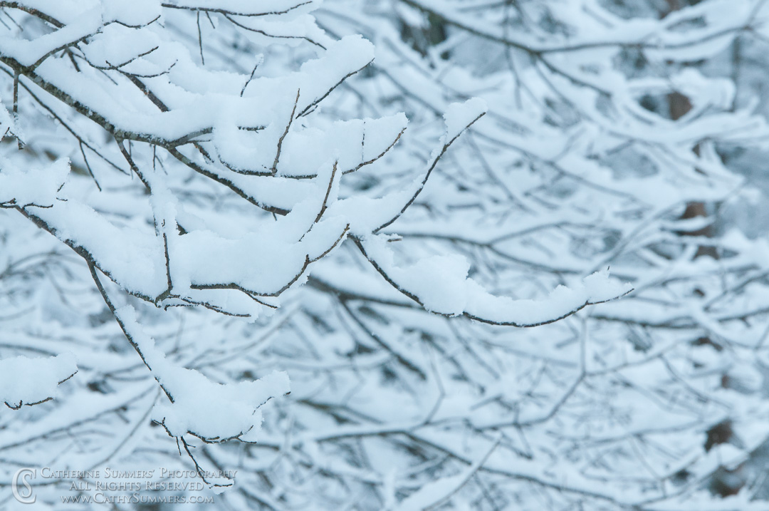 Snow Covered Branches: Virginia