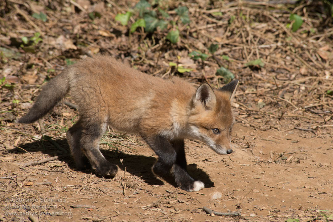 Red Fox Kit on the Move: Falls Church, Virginia