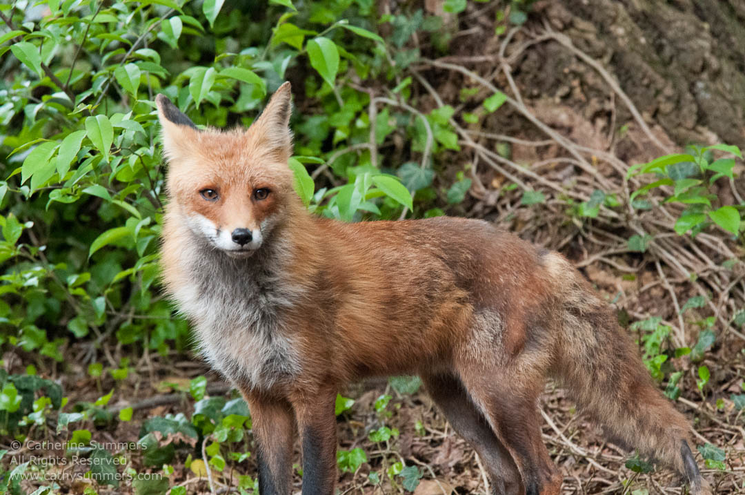 20140503_004: horizontal, Abbott Lane, fox, foxes, kits, Photo by Elena, landscape