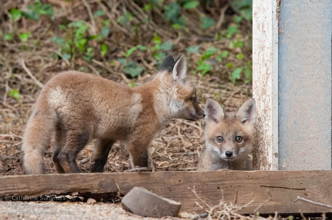 20140503_010: horizontal, Abbott Lane, fox, foxes, kits, Photo by Elena, landscape