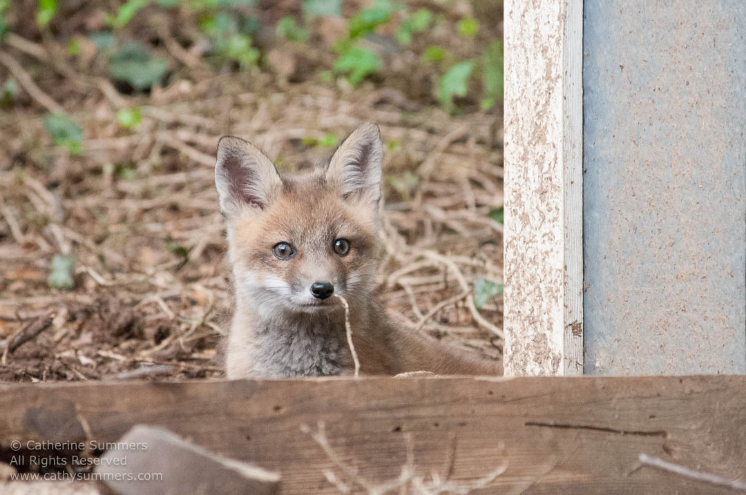 20140503_018: horizontal, Abbott Lane, fox, foxes, kits, Photo by Elena, landscape