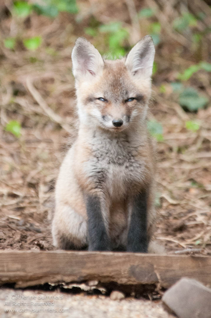 20140503_027: vertical, Abbott Lane, fox, foxes, kits, Photo by Elena