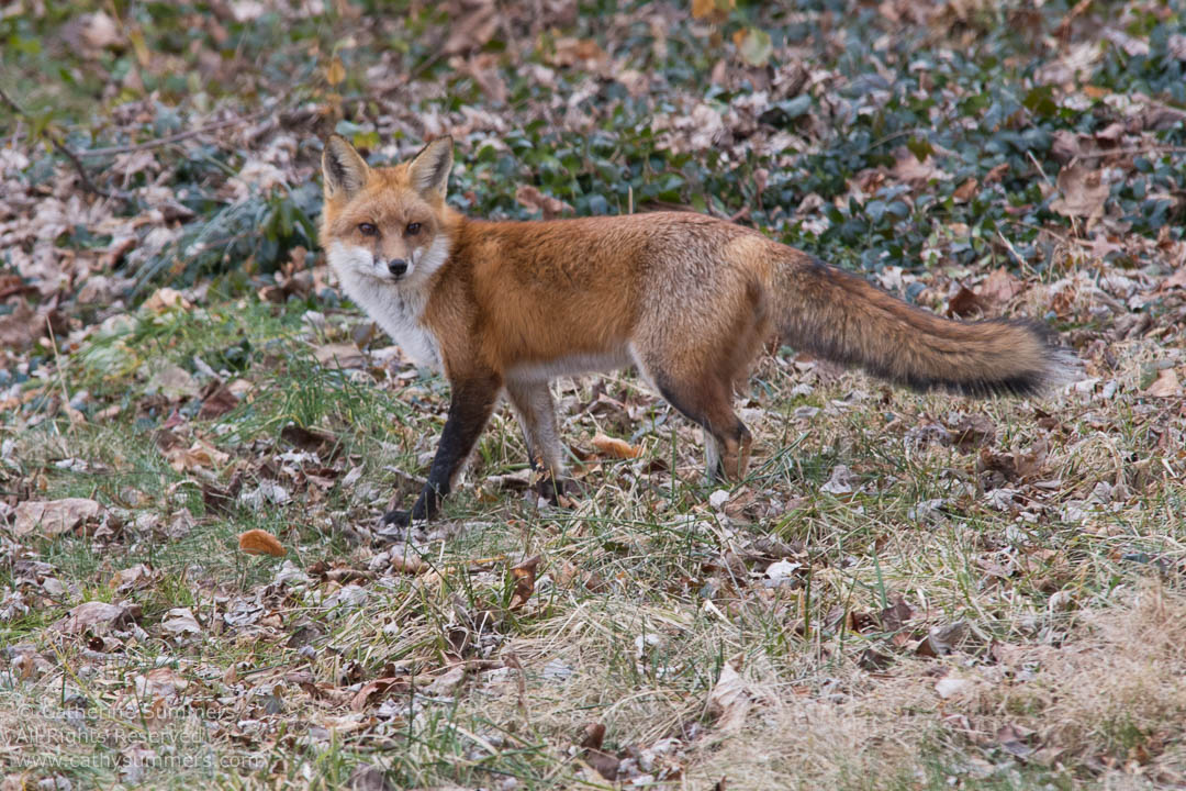 Red Fox Standing on Leaf Covered lawn: Falls Church, Virginia