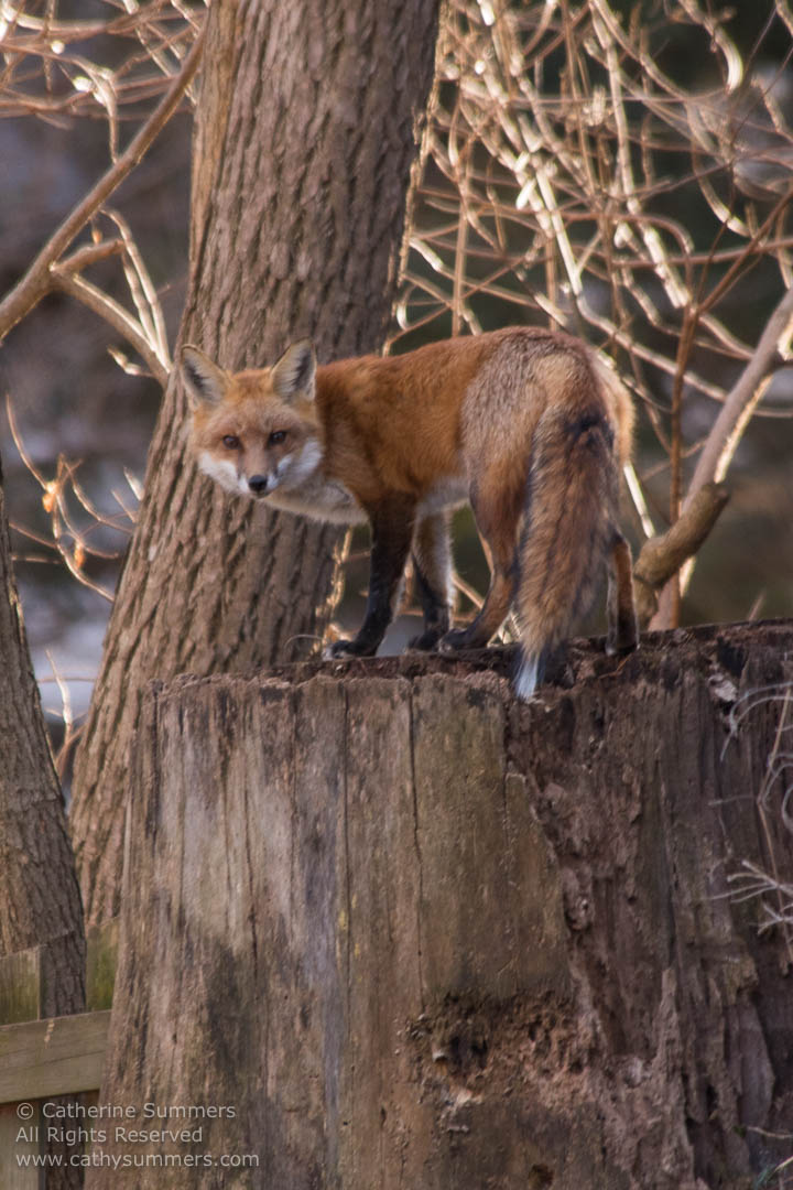 Red Fox Standing on a Tree Stump: Falls Church, Virginia