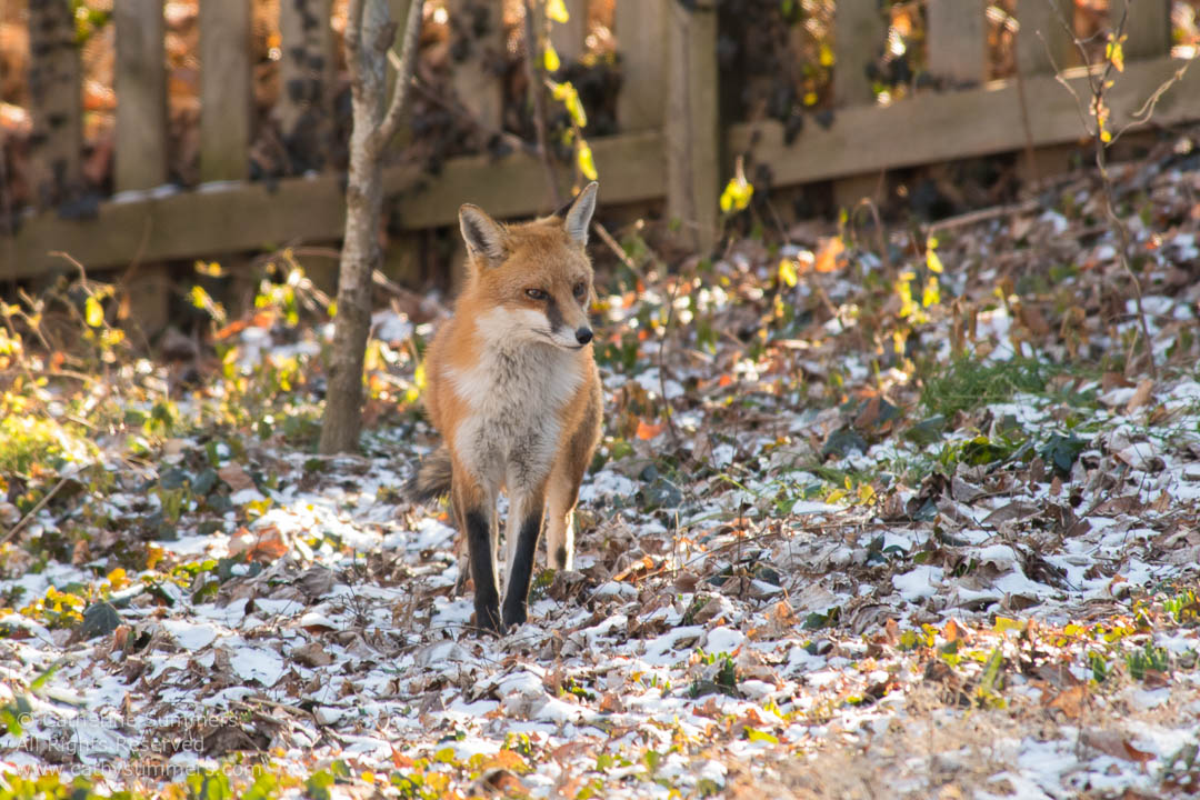 Red Fox Standing on Snow Dusted Leaves: Falls Church, Virginia
