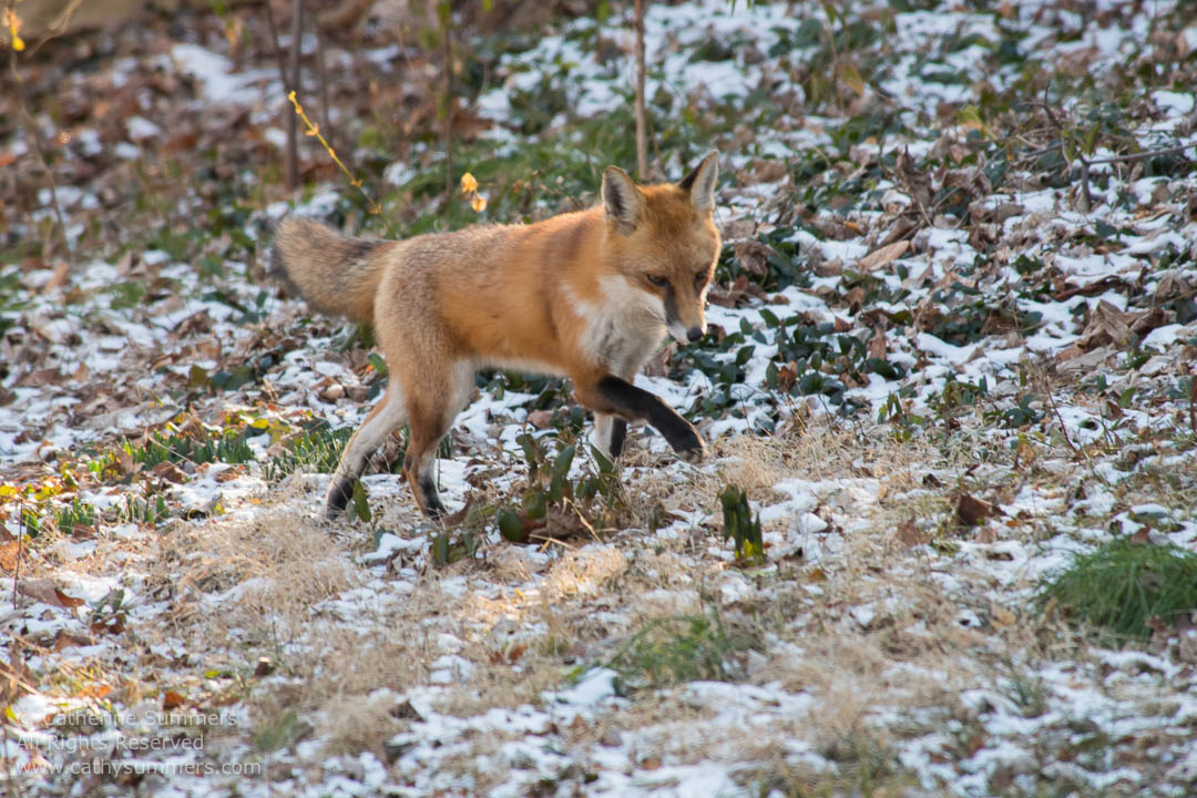 Red Fox Moving Across a Snow Dusted Lawn: Falls Church, Virginia