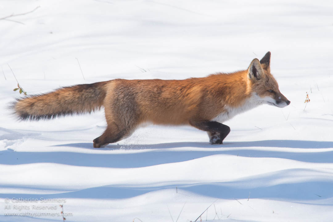Red Fox Walking on Snow: Falls Church, Virginia