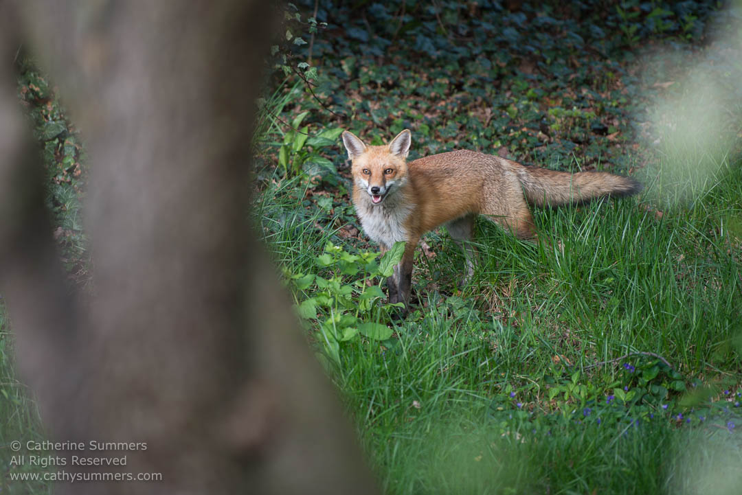 Red Fox Vixen in the Yard Framed by a Tree: Falls Church, Virginia
