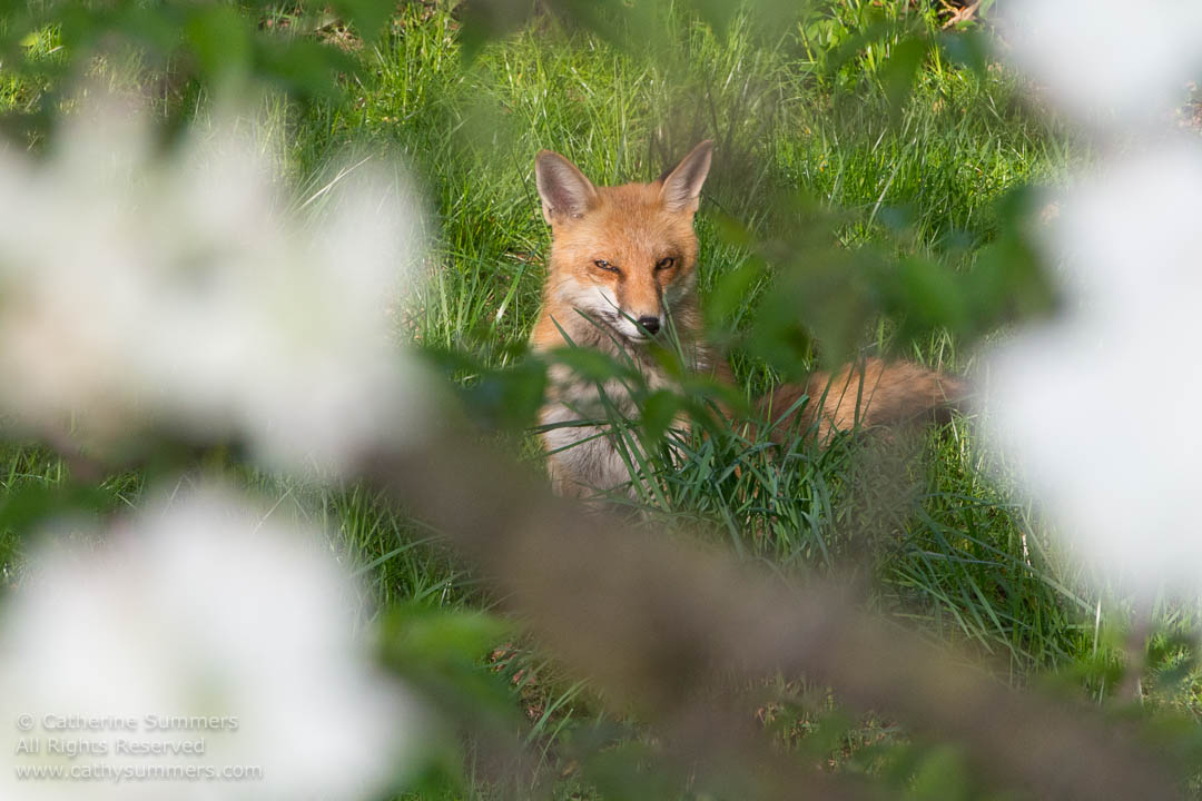 Red Fox Watching the Photographer and Framed by Out of Focus Dogwood Flowers: Falls Church, Virginia