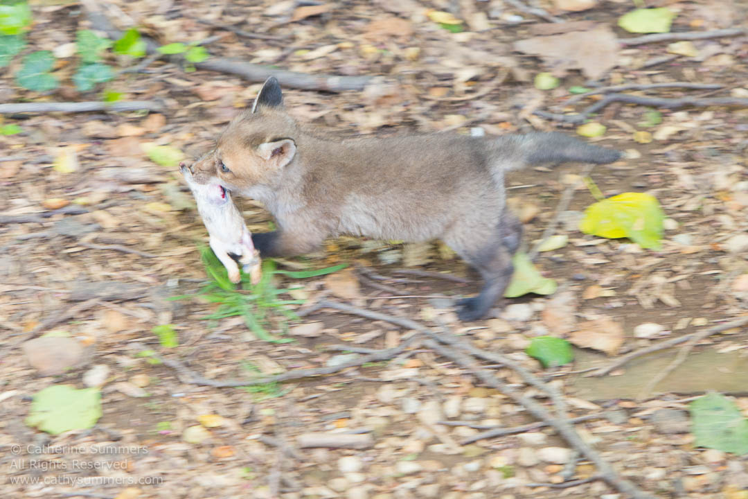 Fox Kit with Babby Rabbit Caught by the Kit's Mother: Falls Church, Virginia