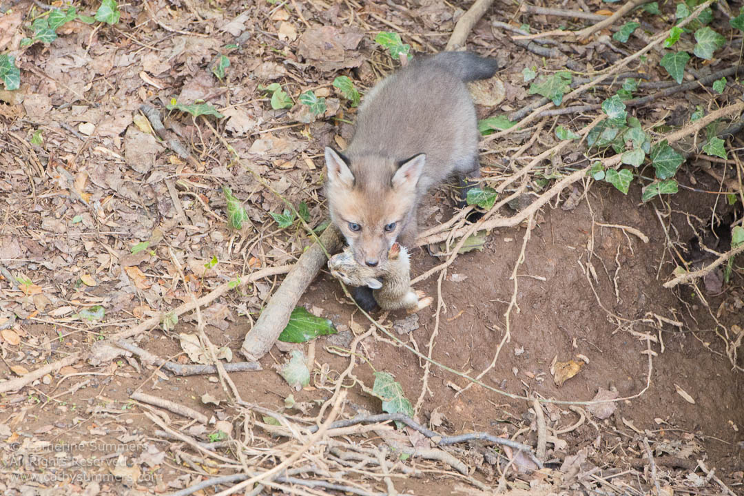 Fox Kit with Babby Rabbit Caught by the Kit's Mother: Falls Church, Virginia