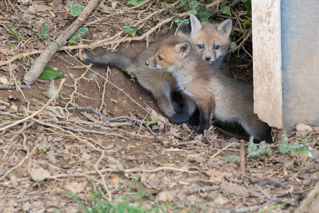 Fox Kits Outside Their Den Under my Shed: Falls Church, Virginia