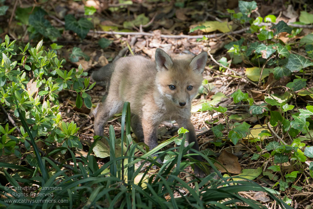 Fox Kit Walking Through Ivy: Falls Church, Virginia