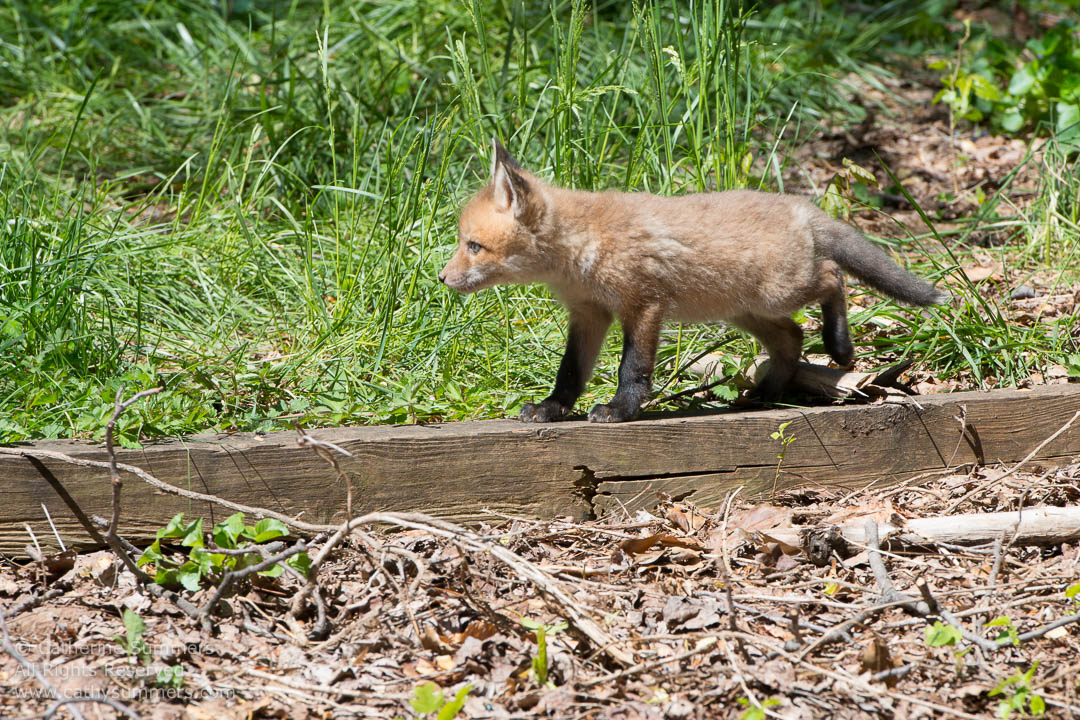 Fox Kit Walking Across Landscape Timber: Falls Church, Virginia
