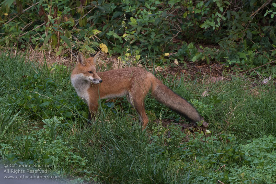 Red Fox Vixen at the Edge of the Woods: Falls Church, Virginia