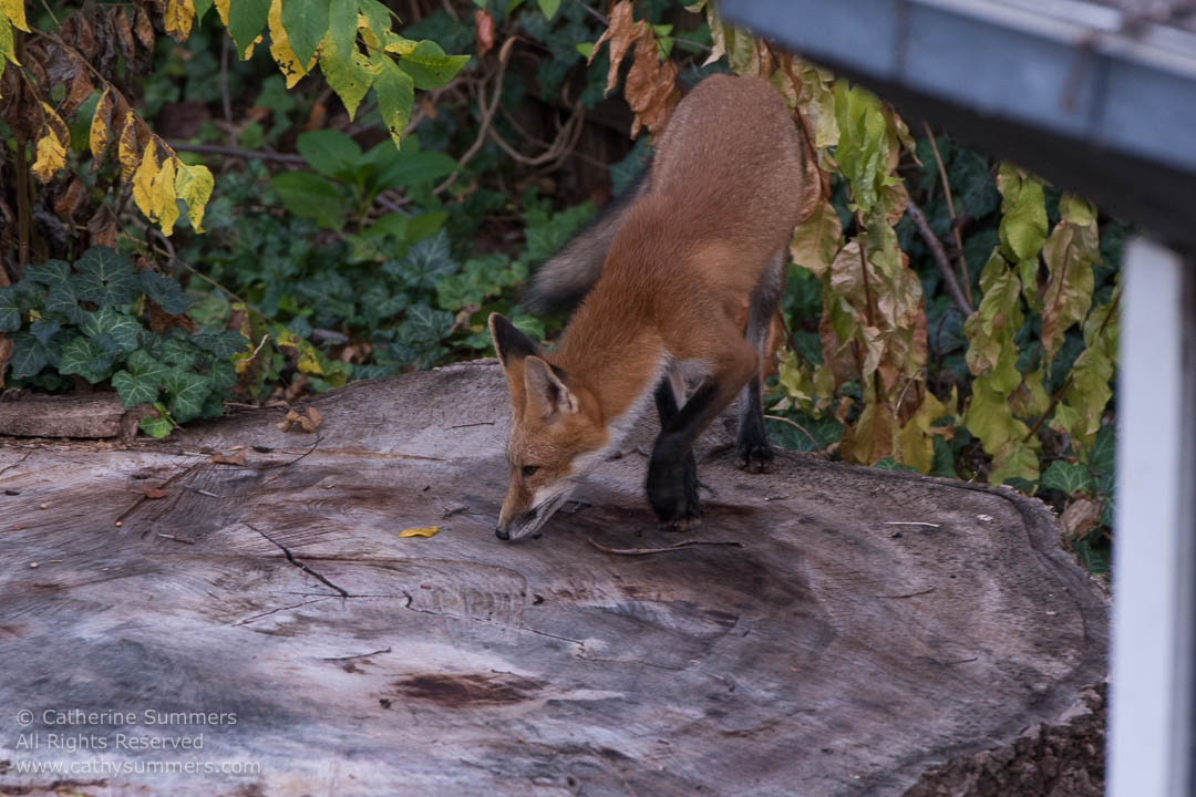 Red Fox Vixen on a Stump: Falls Church, Virginia