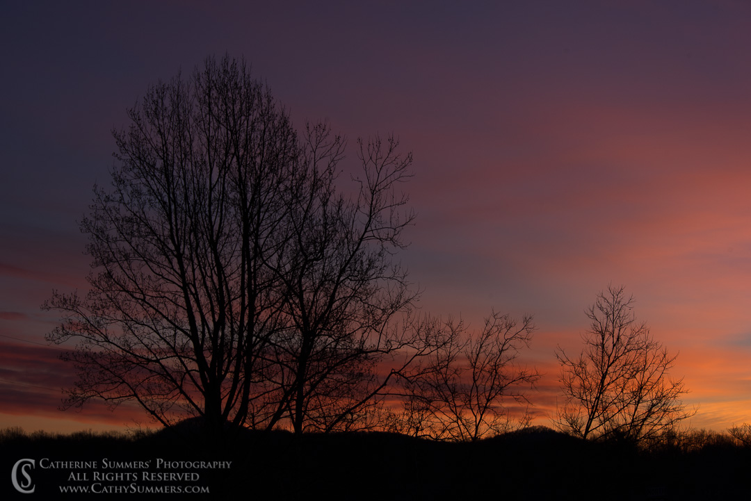 Winter Sunset and Tree Silhouette: Virginia