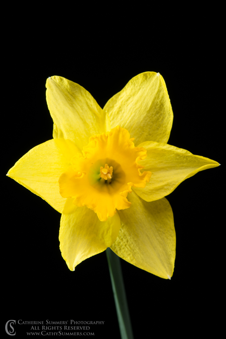 Yellow Daffodil on a Black Background: Falls Church, Virginia