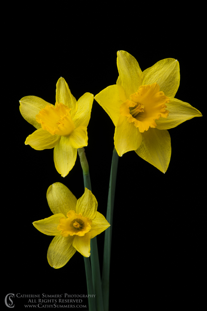 Yellow Daffodils Against a Black Bacground: Virginia