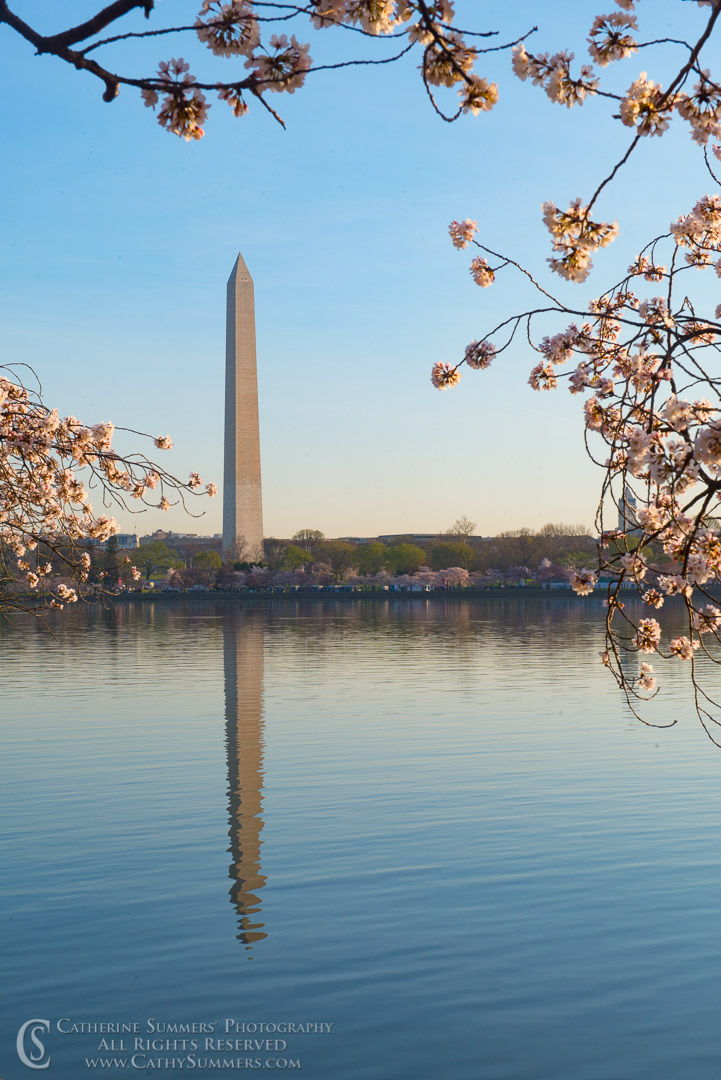 Cherry Blossoms and Washington Monument at Sunrise with Reflection in the Tidal Basin: Washington, DC