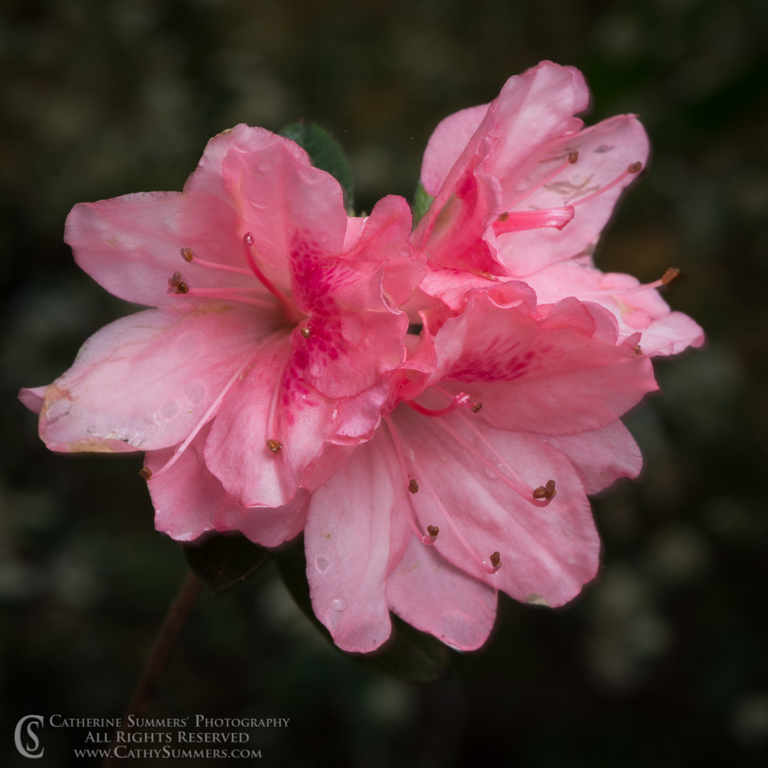 Azalea in the Rain #4: Virginia