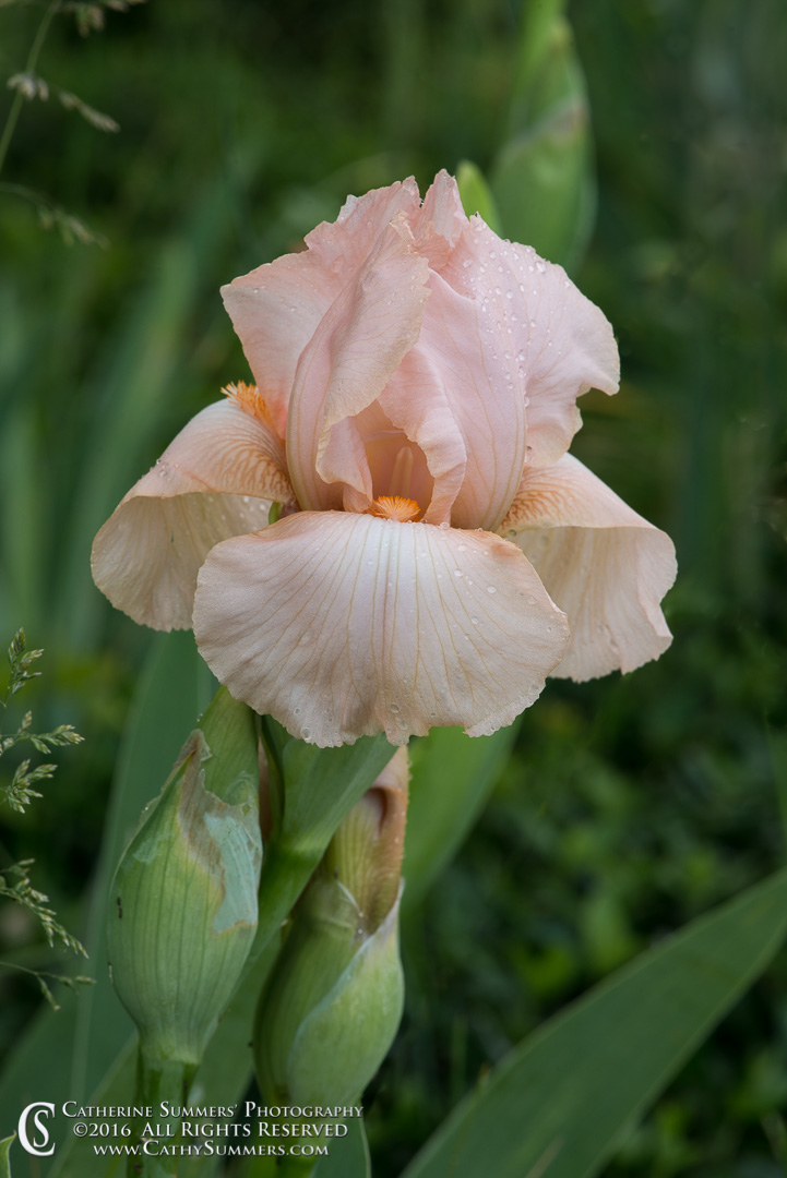 Pale pink Bearded iris: Virginia
