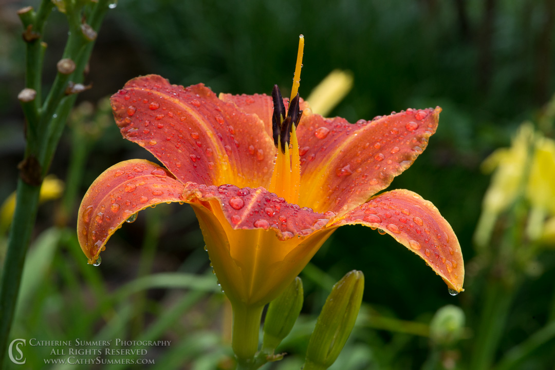 Red Day lily and Rain Drops: Virginia
