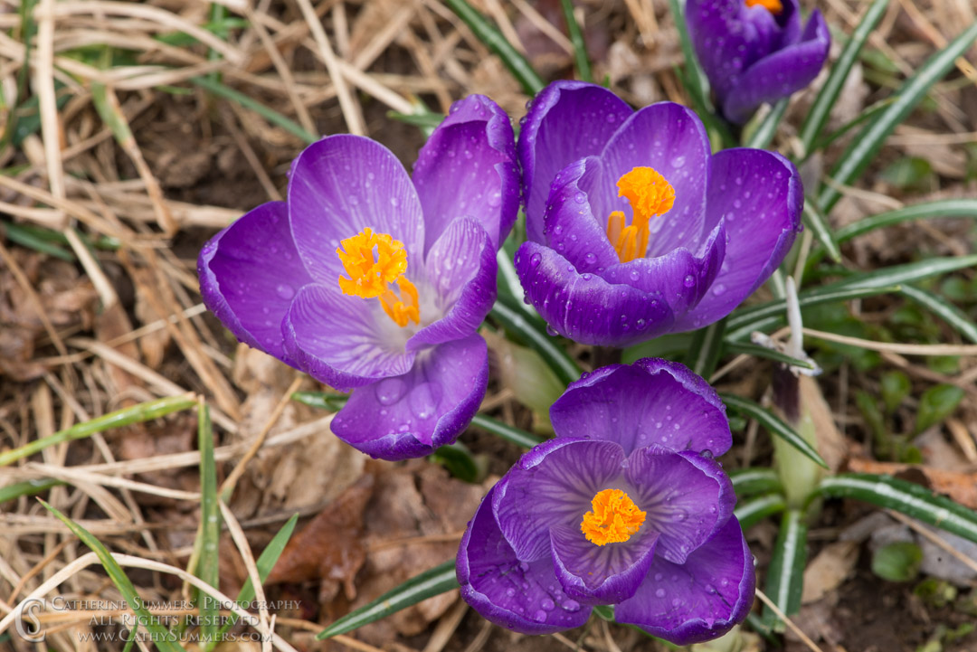 Purple Crocus in Bloom with Riandrops: Virginia