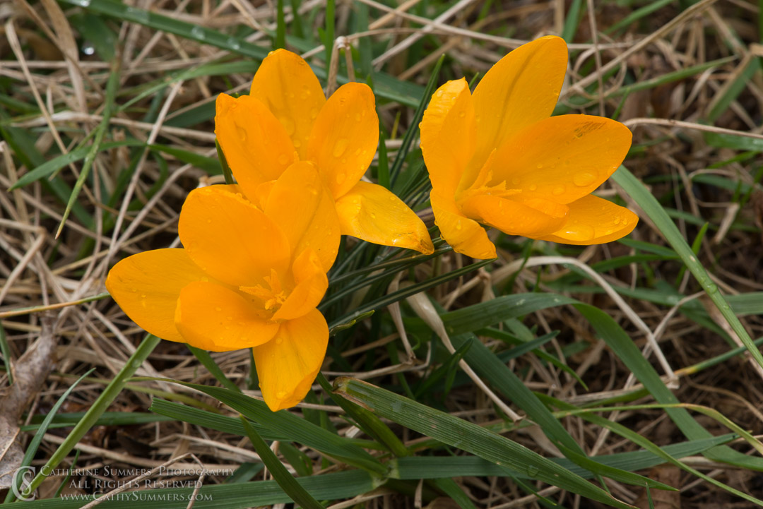 Yellow Crocus in Bloom: Virginia