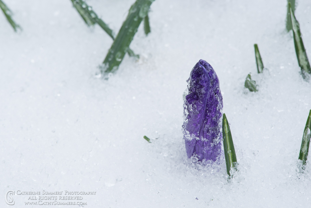 Purple Crocous Against the Snow: Virginia