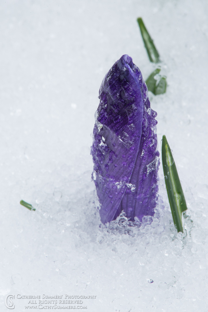 Purple Crocous Against the Snow: Virginia
